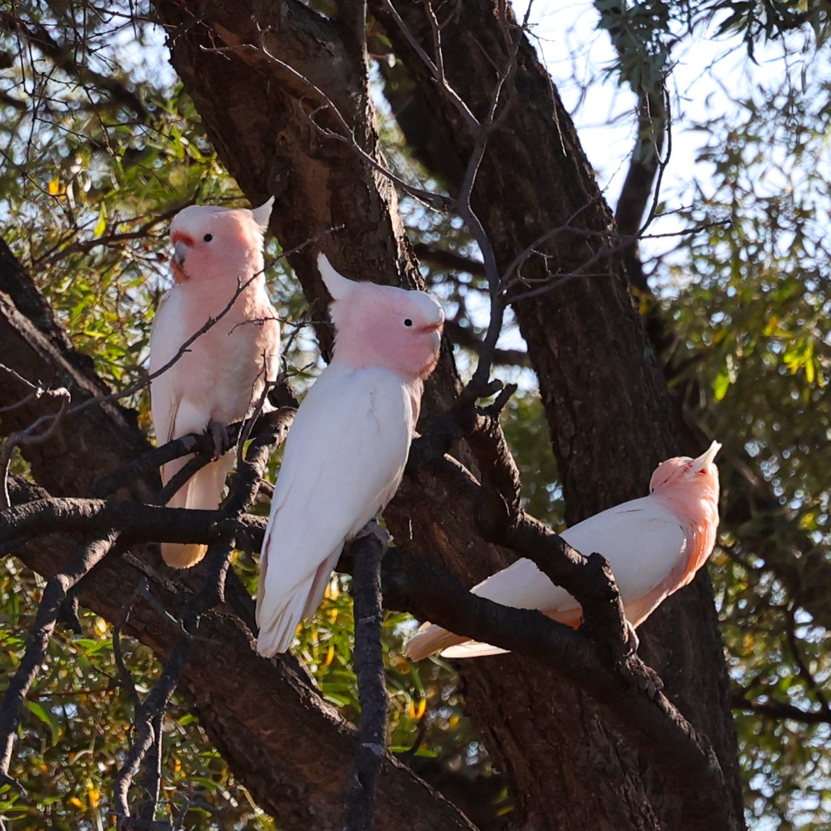 SandyHorne61's tweet image. Pink cockatoos this morning west of Cobar.