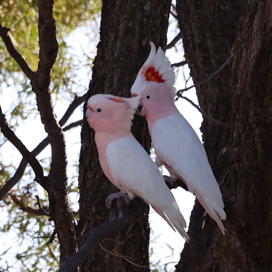 SandyHorne61's tweet image. Pink cockatoos this morning west of Cobar.