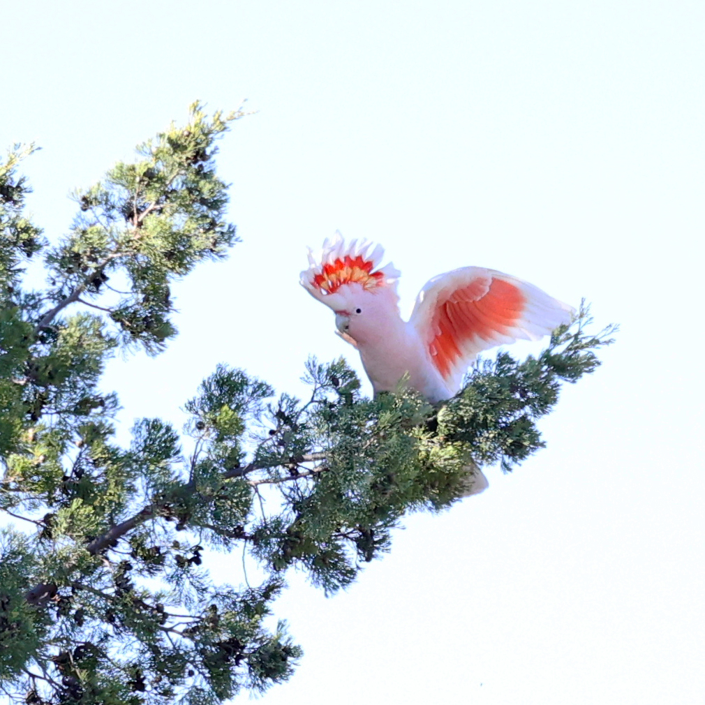 SandyHorne61's tweet image. Pink cockatoos this morning west of Cobar.