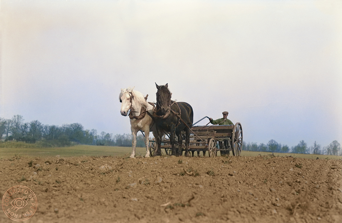 peppefrom's tweet photo. Potatis sätts med parhästar någonstans i Kalmar 1930. Ett hårt arbete som krävde sin man/kvinna.
#Kolorerad av mig. RT:a gärna för fler bilder ur svensk vardagshistoria. 🇸🇪❤️
#FromColoring https://t.co/tVpPSsx5w3