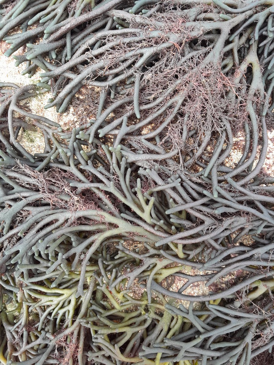 Abi Smyth tweet media