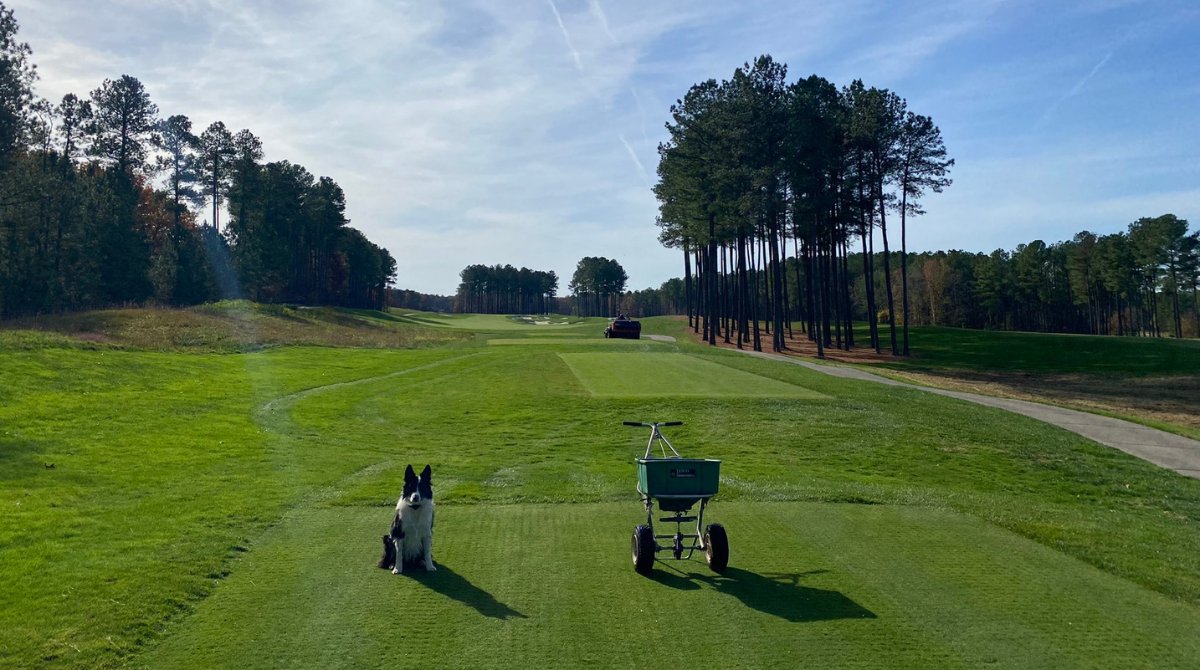 HarrellsLLC's tweet image. Our #dogsofturf photo contest starts today! 🥳

Now until Wednesday, post your pups out on the turf and tag @HarrellsLLC for a chance to win!

A Harrell's dog bowl and POLYON® tennis balls are up for grabs so don't miss out! 🐾