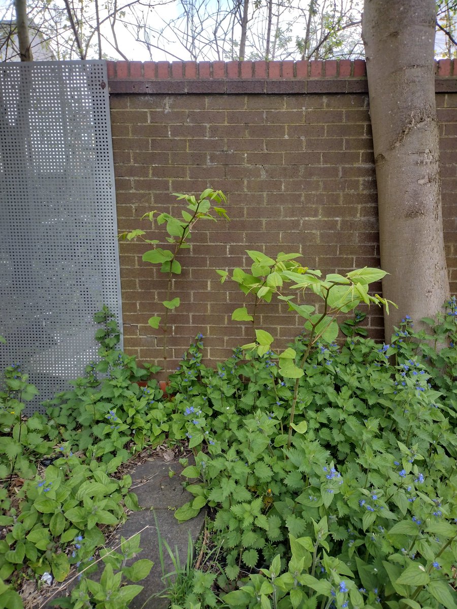 The Japenese Knotweed on Ducie St has emerged. known about since 2016, miracously dissapeared for Westtree, who possibly never even intended to build as they used the leases as assets in the dodgy financial world of property dealing