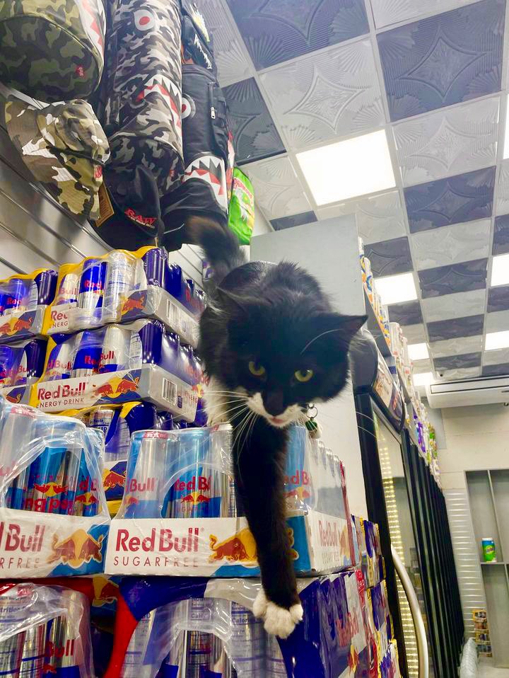 Bodega Cats tweet media