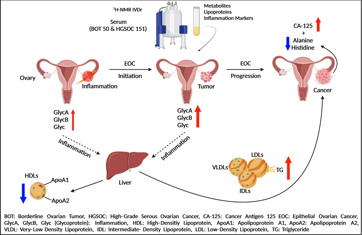 WSIC_Tuebingen's tweet photo. G. Bae, @GBerezhnoy, @NicolasBeziere, C. Trautwein together with colleagues show the #metabolomic, lipidomic and glycoproteins-based #inflammatory changes upon epithelial #ovarian #cancer development and progression in the new publication available here: https://t.co/4guVFvg4Ep https://t.co/KmnJEbKsLb