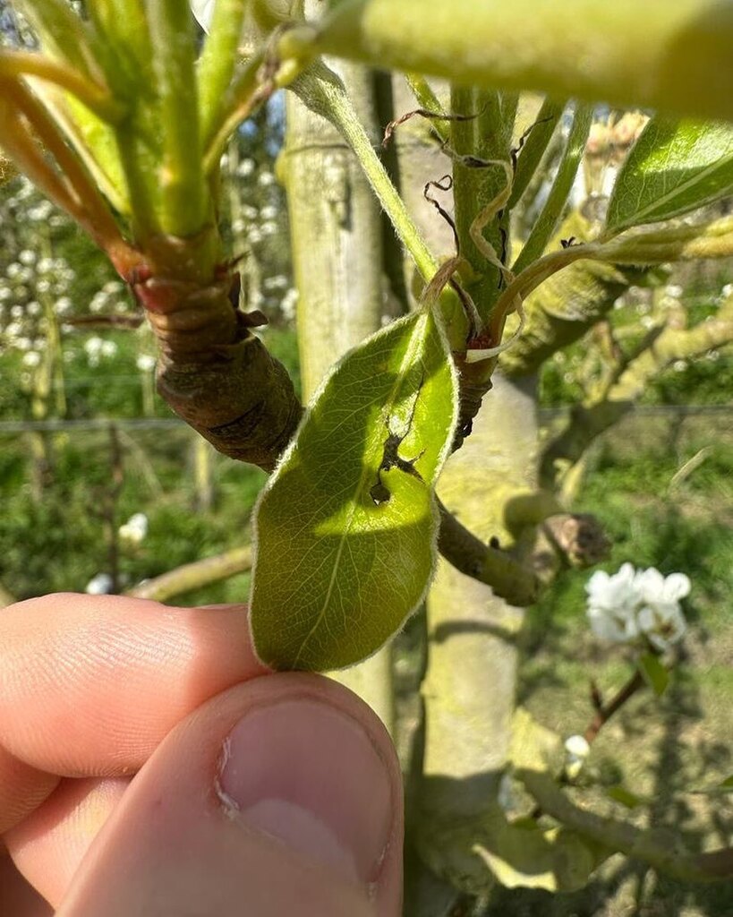 The hail the other week scared us, but luckily there's been no damage to the fruit buds on our pear trees 😅🍐

#unpredictableweather #fruitfarming #backbritishfarming🇬🇧 instagr.am/p/CrasBL8sg9P/