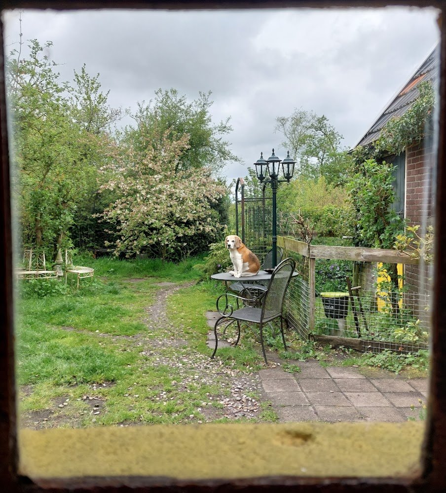 Karin_BG's tweet photo. Als ik van achter m'n laptop links naar buiten kijk dan zie ik dit. En op de tafel zit geen tuinbeeldje 😉 https://t.co/8GGycI81sv