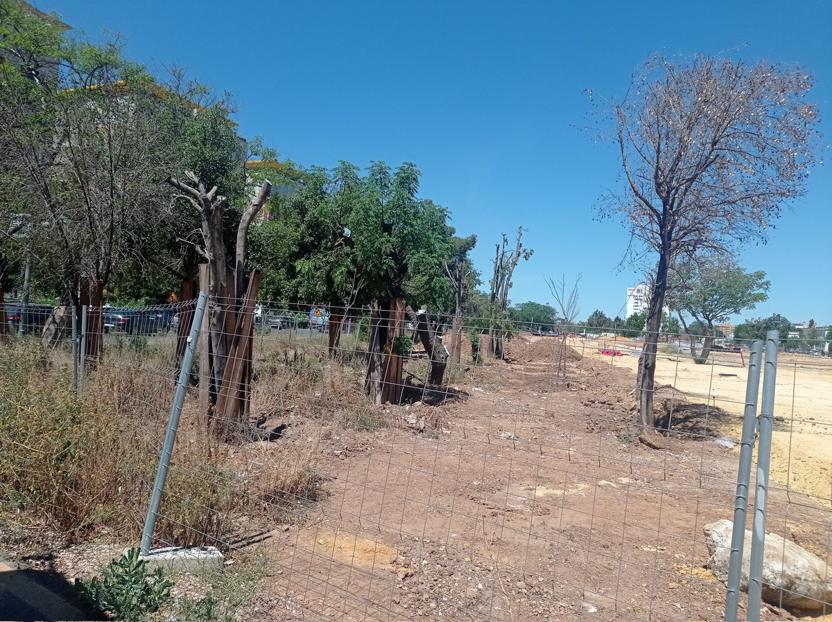 Así cuidan los árboles en las obras de #Sevilla, con la complicidad del <a href="/Ayto_Sevilla/">Ayuntamiento de Sevilla</a> . Avda de Jerez