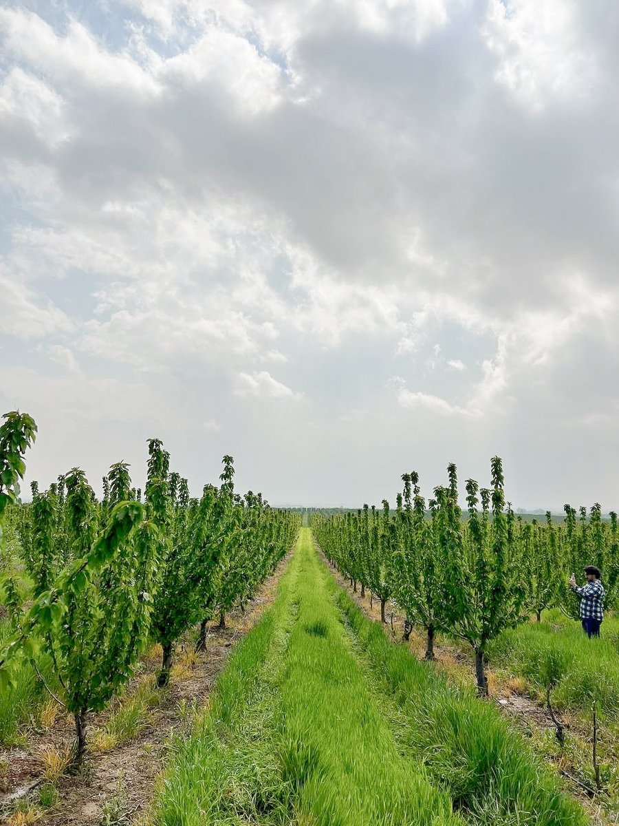Pixofarmapp's tweet photo. Can you spot our Director of Engineering in the fruit orchards of our customer in Uzbekistan? 🔍🇺🇿 He was hard at work testing and improving our service updates. 👀 

📩👉 https://t.co/47a1HtCC7o

#agtech #farmingtechnology #precisionagriculture https://t.co/lx7u1kzhWA