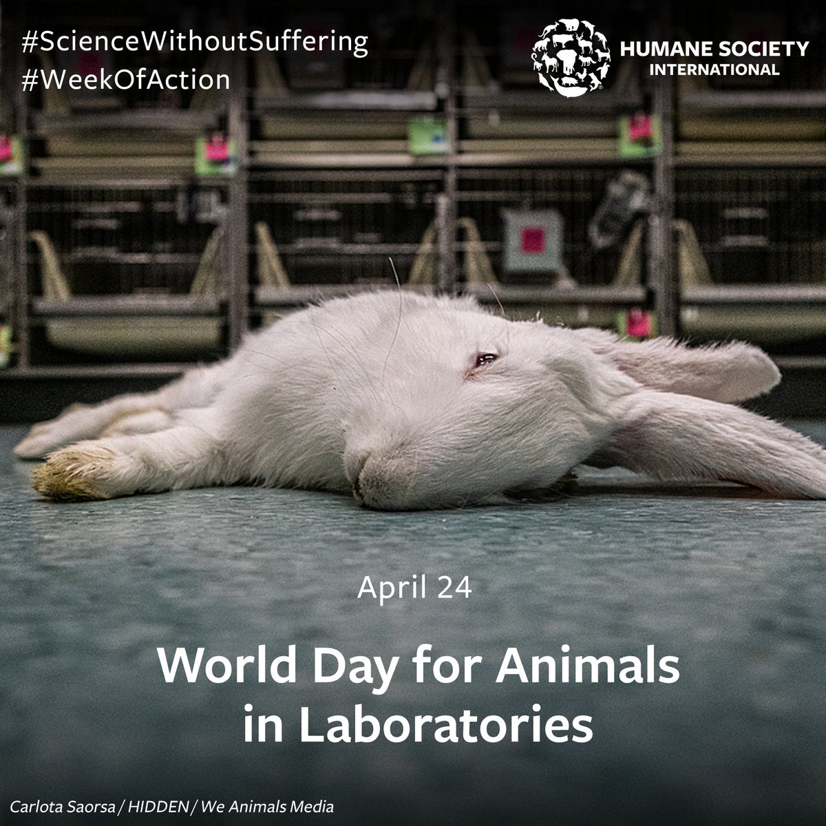 humaneworldeat's tweet image. Today on #WorldDayForAnimalsInLaboratories we remember the millions of animals that suffer &amp;amp; die in labs worldwide. We honour them by advocating for #ScienceWithoutSuffering &amp;amp; working with policy makers to pass bans. 🧪❌

Thank you for joining our #WeekOfAction! 💜🐰#WDAIL