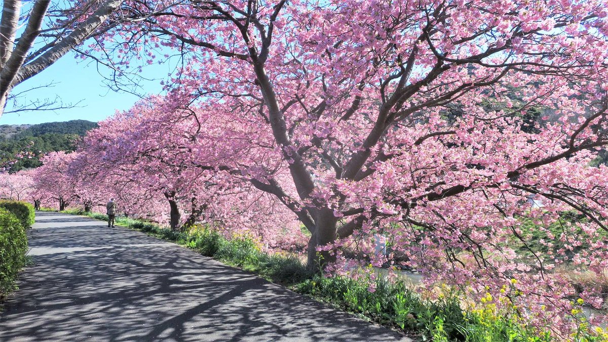 Tokyonobo's tweet photo. From the videos I've taken from time to time, I've selected and edited several videos that express the beauty of each of Japan's four seasons. The video's title is "Beauty of Japan ‘s Four Seasons" Enjoy the beauty of the four seasons typical of Japan. https://t.co/zlnRUgn2Vw https://t.co/R9WyXUy1Sg