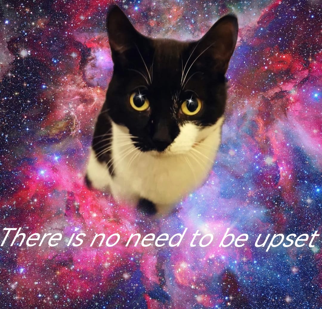 Eyupitsdan's tweet image. Using my 2nd ever Tweet to show off perfect boi Dennis. Follow for more #FirstTweet #follow #mycat #SmallStreamerCommunity