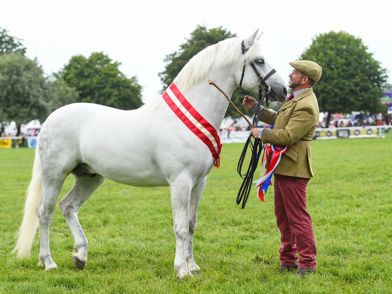 The highlights of horsemanship will all be in one place at the Royal Bath & West Show, as judges and competitors from across the country are welcomed back to the hallowed fields of the showground. buff.ly/3H8vMX0