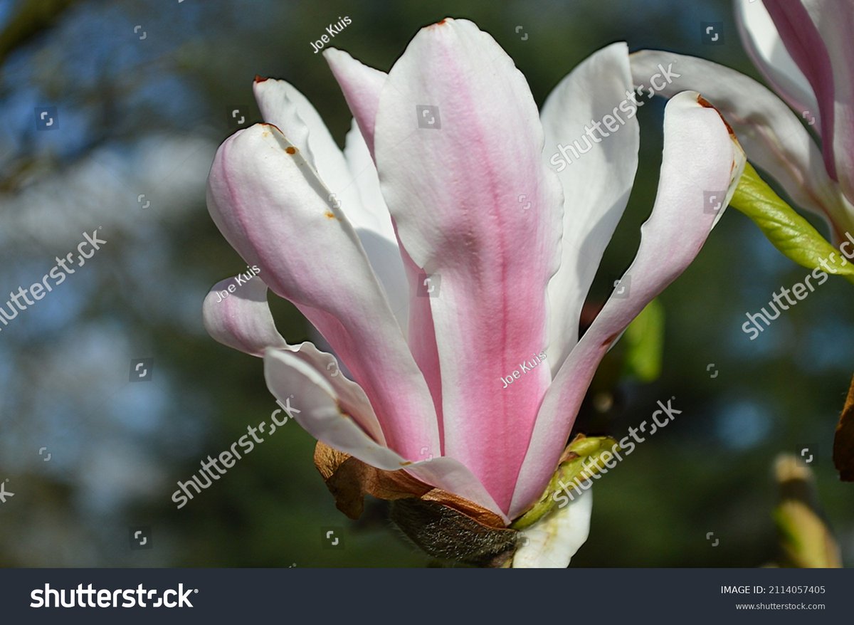 Close up of flower of Magnolia soulangeana Picture seen outdoors. shutterstock.com/image-photo/cl… #flowermagnoliasoulangeana #garden #GardeningTwitter #magnoliasoulangeana #flower #flora #springflower