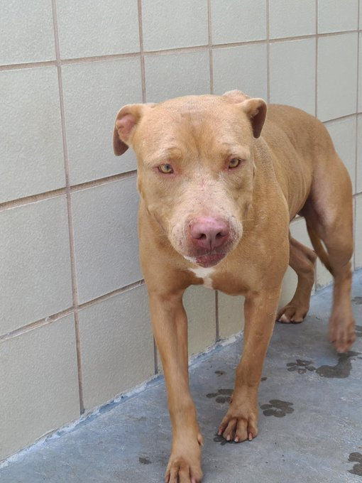 psychicwhisper3's tweet photo. 🆘🏥LANCE IS VERY SICK🚑#A352891
At #CorpusChristiTX URGENTLY NEEDS
AN IMMEDIATE #RESQ Or He Dies In
⏰4.5 Hrs ⏰Please Help ‼️
Calling All #RESQ'S Only 2 Yrs Old
🩸Diarrhea🩸Vomit😩Due To Neglect😢
He's Not Eating😢
Please Find It In Your Heart 2 #Save Him🙏
INFO⬇️#SaveLANCE https://t.co/KzxhZL9Fec