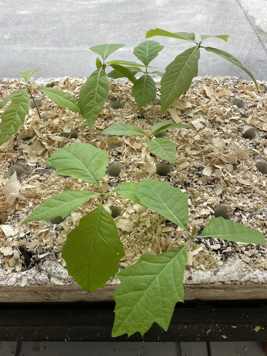 MsBast1's tweet photo. Our seedlings are growing quickly now! https://t.co/xH4J4gk1w3