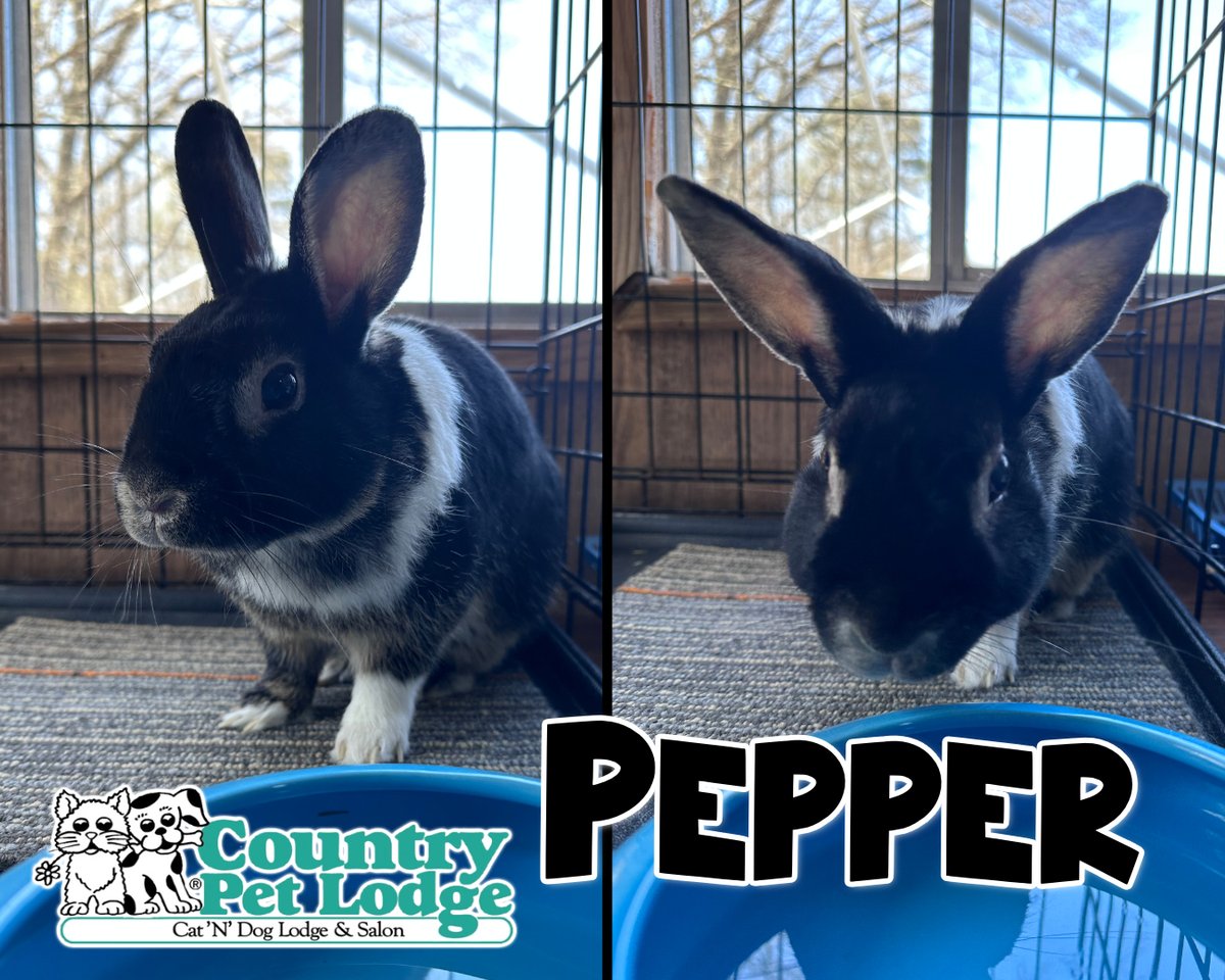 CountryPetLodge's tweet photo. Meet Pepper, the hare-raising heartthrob who's stealing carrots and hearts at Country Pet Lodge! ๐ฐโค๏ธ๐ฅ #PepperTheRabbit #BunnyBusiness #BunnyLove #HoppyDays #CarrotThief #CountryPetLodge https://t.co/tQZGgsrvdp