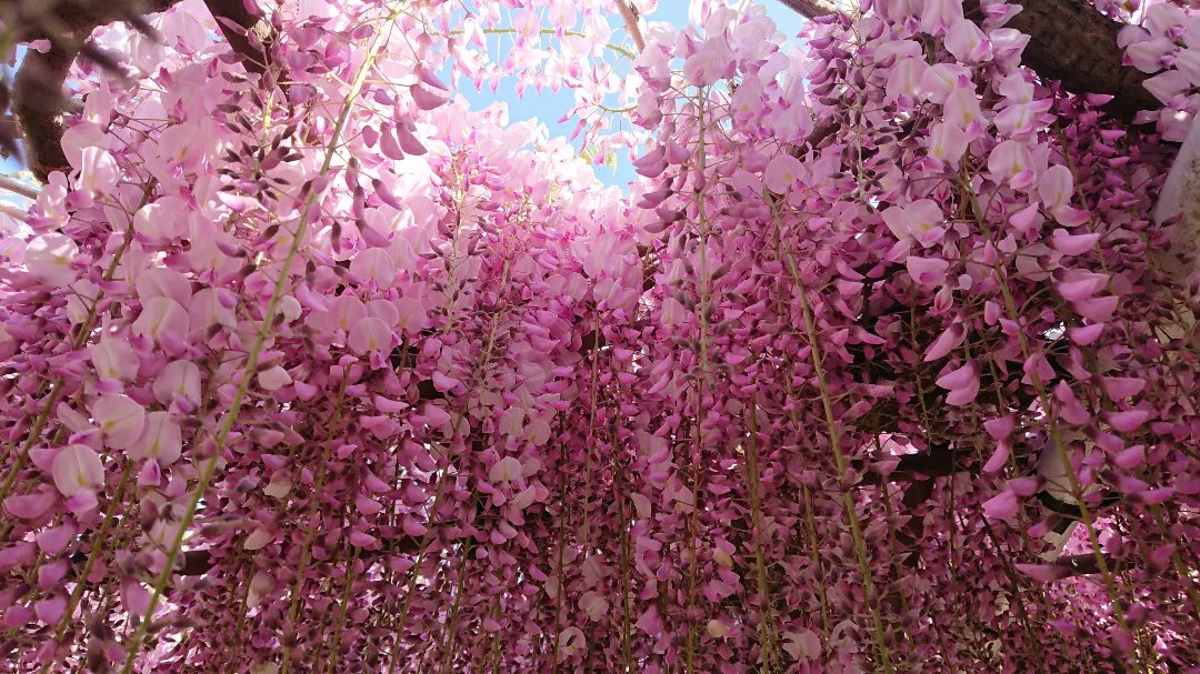 727827's tweet photo. 満開の藤の花💐花の滝🌸🌸 https://t.co/MED8yR1PjT