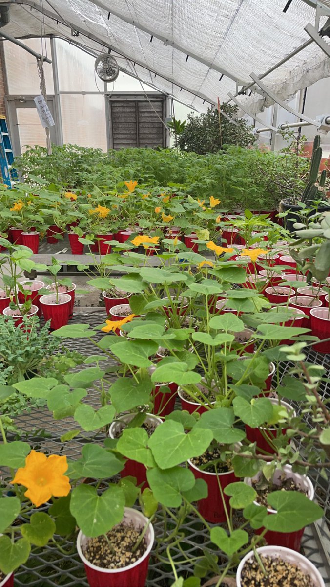 It’s that time of year! SAFE Club will be selling plants after school on Tuesday 4/25 until 5pm. $3/cup for these beauties!