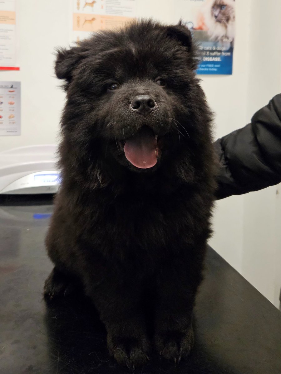 BarrierVets's tweet photo. Let us introduce you Yogi, the sweetest Chow Chow!

He come to visit us for his second vaccination and he now has achieved maximum immunity!

#barriervets #vet #dog #chowchow #vaccinationdone✔️ #pethealthclub https://t.co/VtZGePzvHI
