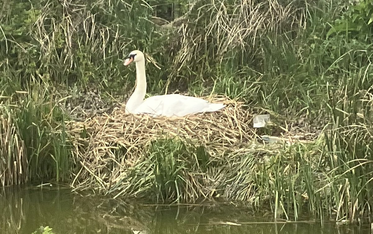 Nesting swan #fenditton