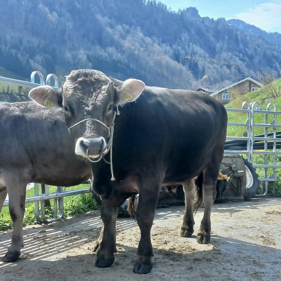 Photos from analyzer Marc Cranshof, on the road in Switzerland.

#aAaWeeks #SireTheNeed #BetterFormBetterFunction