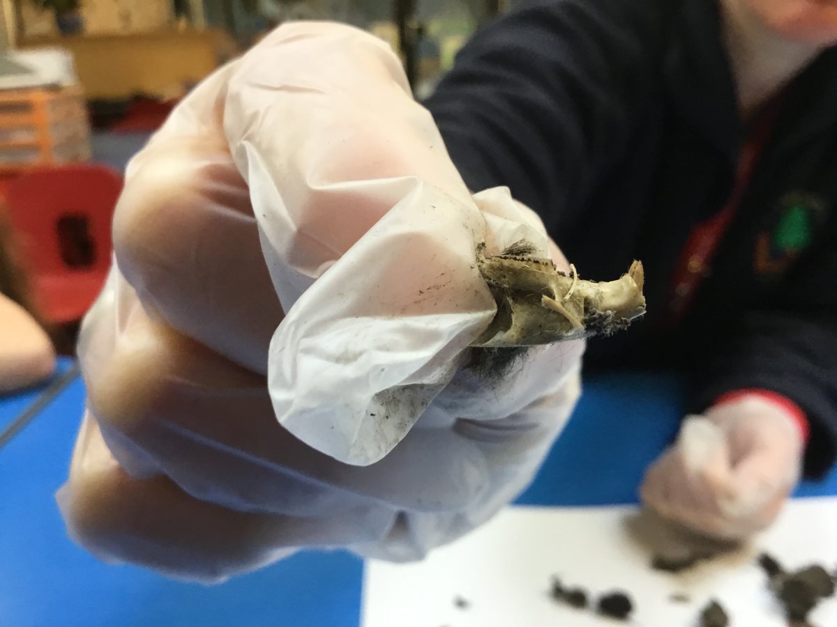 Bildeston Primary School tweet media