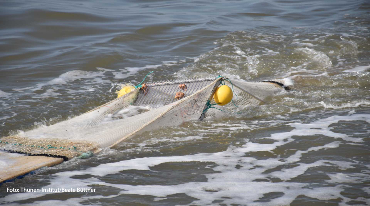 Thuenen_aktuell's tweet image. Alternative zum Siebnetz: Fangtechniker*innen des @Thuenen_aktuell haben ein dreidimensionales Sortiergitter aus Kunststoff entwickelt, um unerwünschte Beifänge (Fische, "Kraut") in der #Krabbenfischerei zu vermeiden. Die Testfahrt mit FFS #Solea wurde heute erfolgreich beendet.