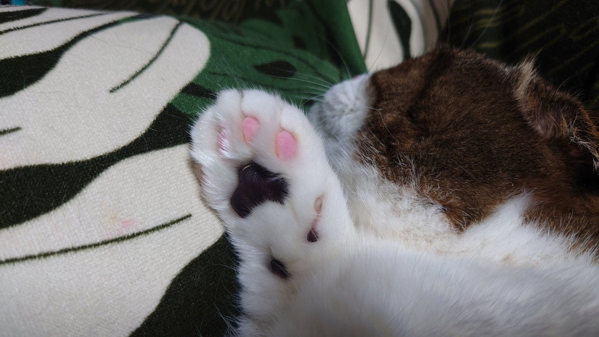Tsue0709's tweet photo. @Jun_hira 肉球🐾 https://t.co/dkZZJszwSH