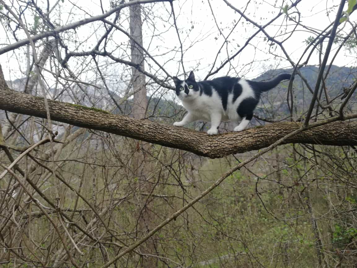 ArkusRabherr's tweet photo. My first climbing attempt went well
#CatsOfTwitter #cats https://t.co/Wuiht41svo