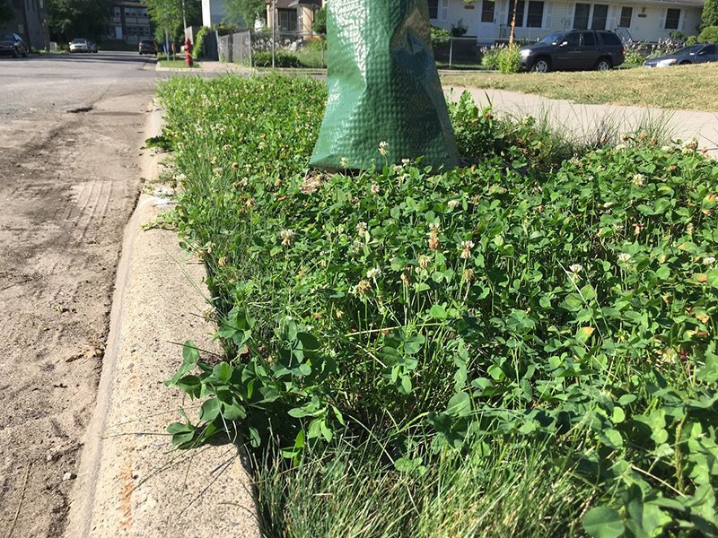 Blue Thumb tweet media