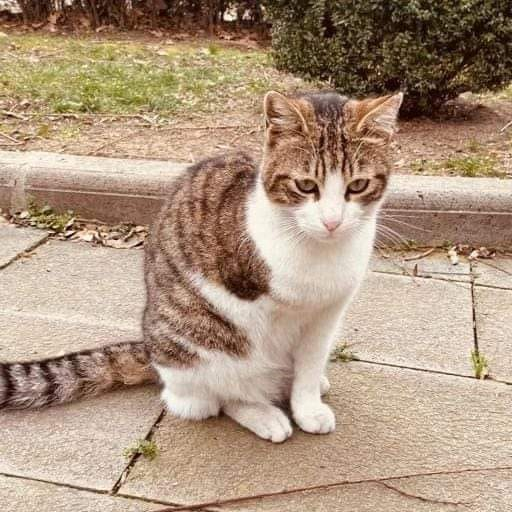 zllktlr's tweet photo. "İstanbul 05549460506
Aylardır sokaklarda kolu olmadan yaşıyor,çöplerde yiyecek arıyor.Evcilleştirilip sonra sokağa atılan bir kız kısır yaşı bilinmiyor.Yaşadığı onca şeye rağmen insanlara küsmemiş göbek açan sev beni diyen sakin,yumoş kıza ömürlük yuva https://t.co/lgedaf1G4h https://t.co/ZVs7tL9wNL