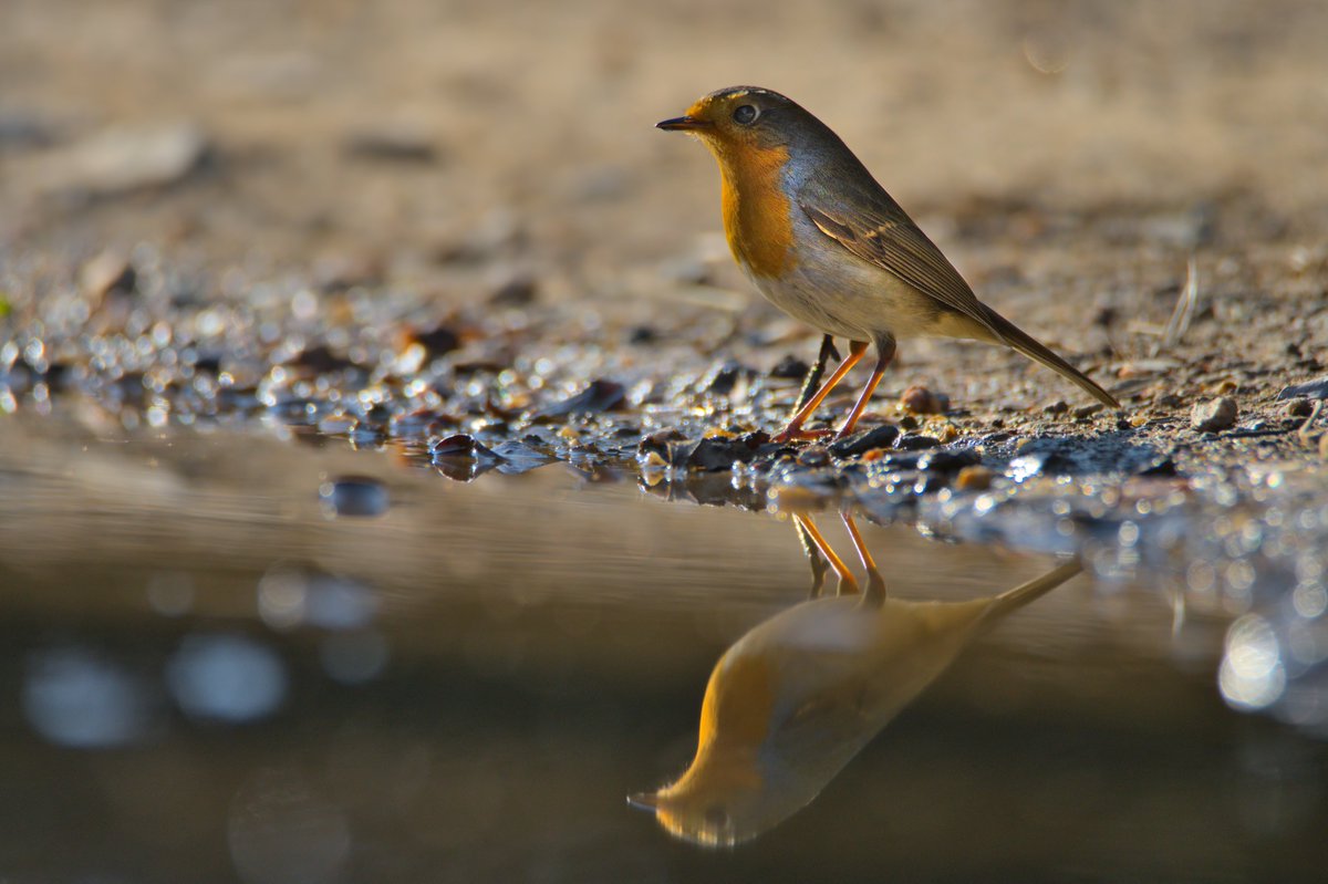 @SiKImagery For the #SiKPhotoChallenge of #AsAboveSoBelow, I offer this contemplative #Robin Redbreast: