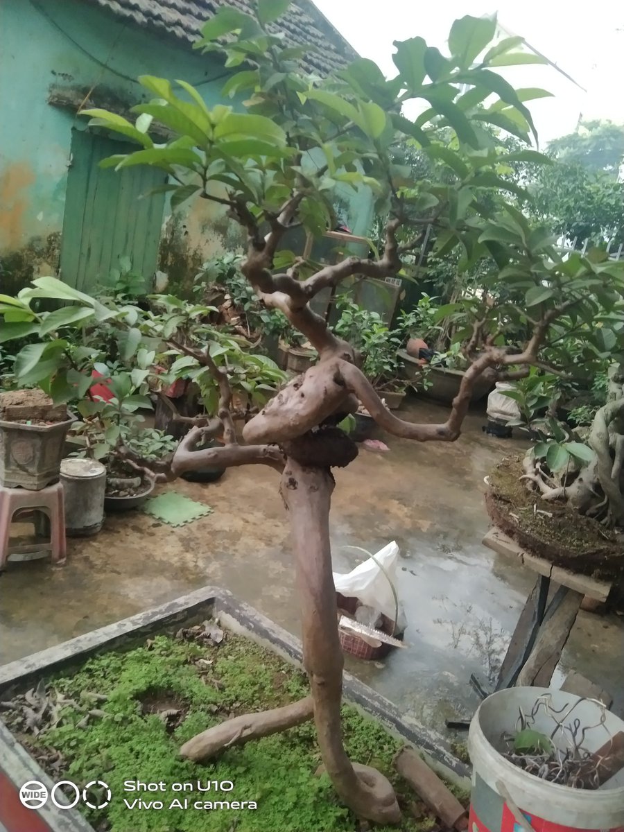 Ai mua em bán ai nài em cho