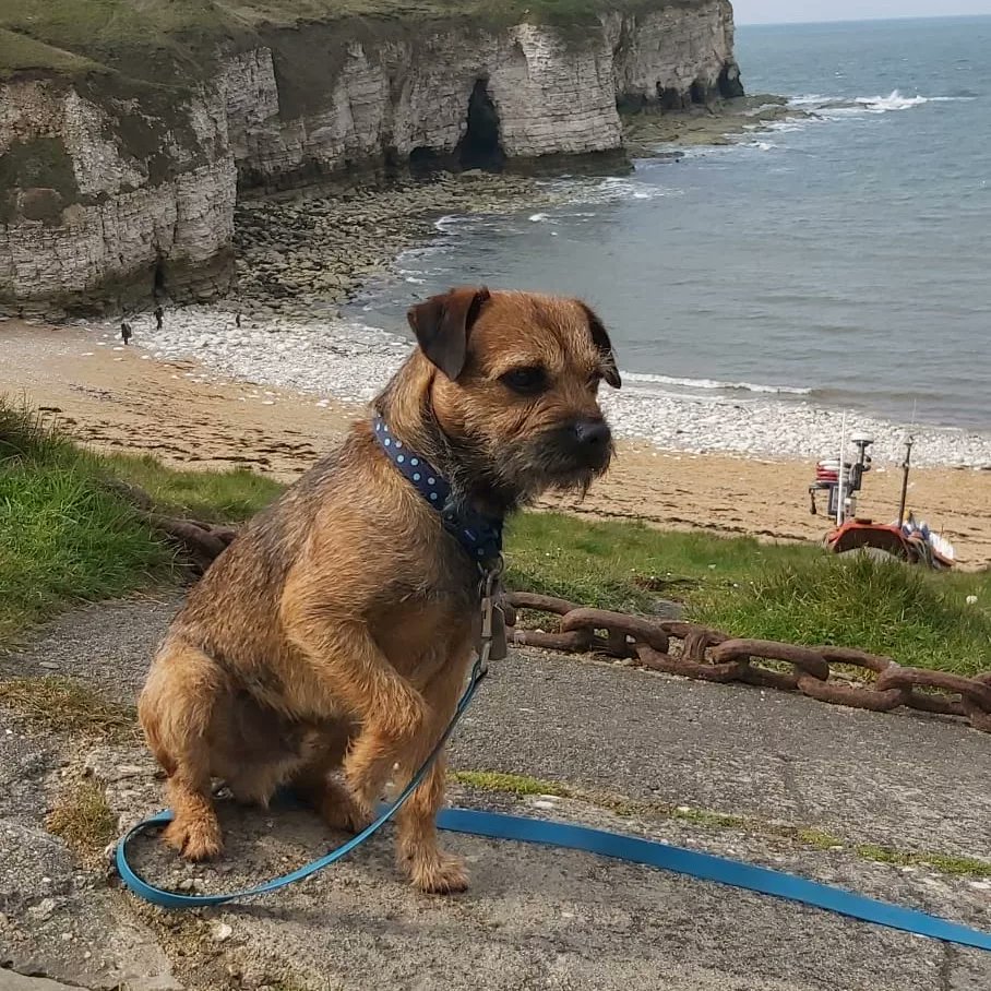 Barney the BT tweet media