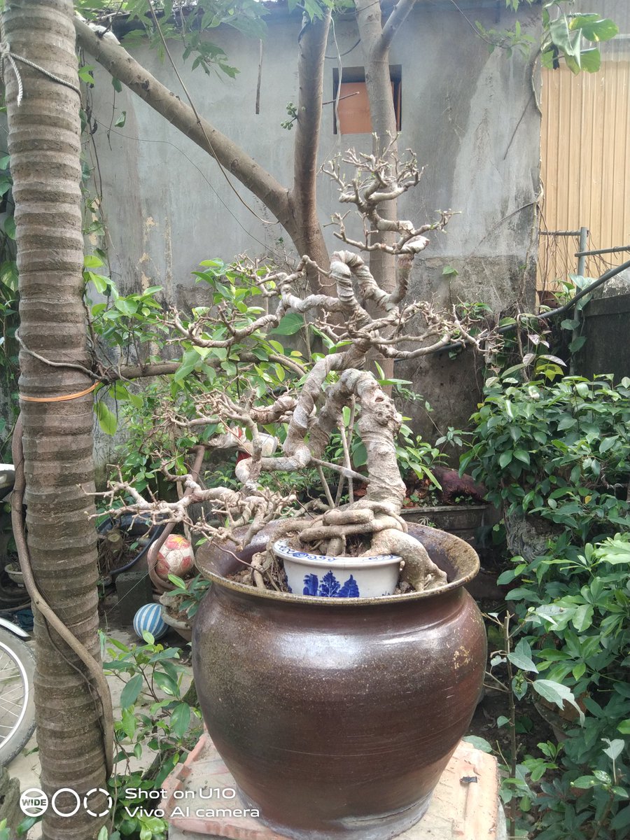 THUNGNDNG4's tweet photo. Ai mua em bán ai nài em cho https://t.co/hX8h2cV5jN