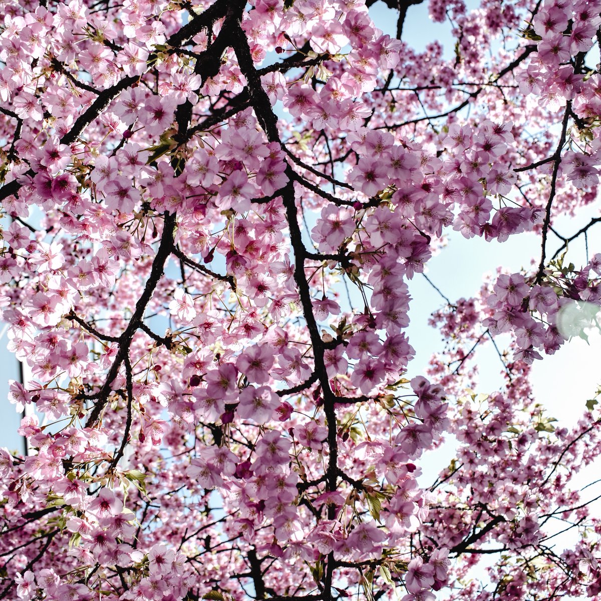 BBCEarth's tweet image. Cherry blossom, also known as sakura in Japanese, is a sign of spring&apos;s arrival. These trees have a six-stage blooming cycle, giving keen observers an indication of when the blossoms will be on full display.

#EarthCapture by Eva Bronzini via Pexels