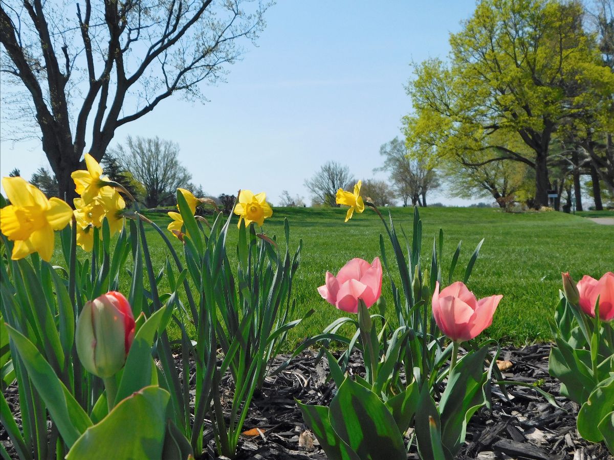 The Event Calendar is in Bloom at LCC! - eepurl.com/ipK7fs