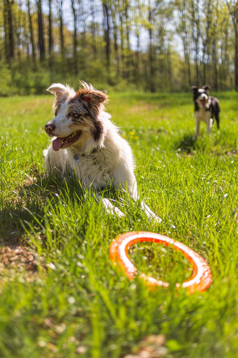Bihlerflexllc's tweet photo. These two Border Collie pups have a ton of  energy and are always ready for a game fetch with the Disc-Go-Dog frisbee! After about 15 minutes of playing fetch, they were all tuckered out! 
#JerseyDogCo #BihlerFlex #MadeInTheUSA #MadeInNJ #BorderCollie #Dogs #DogToy #OutDoors https://t.co/mxJIHGH1Vy