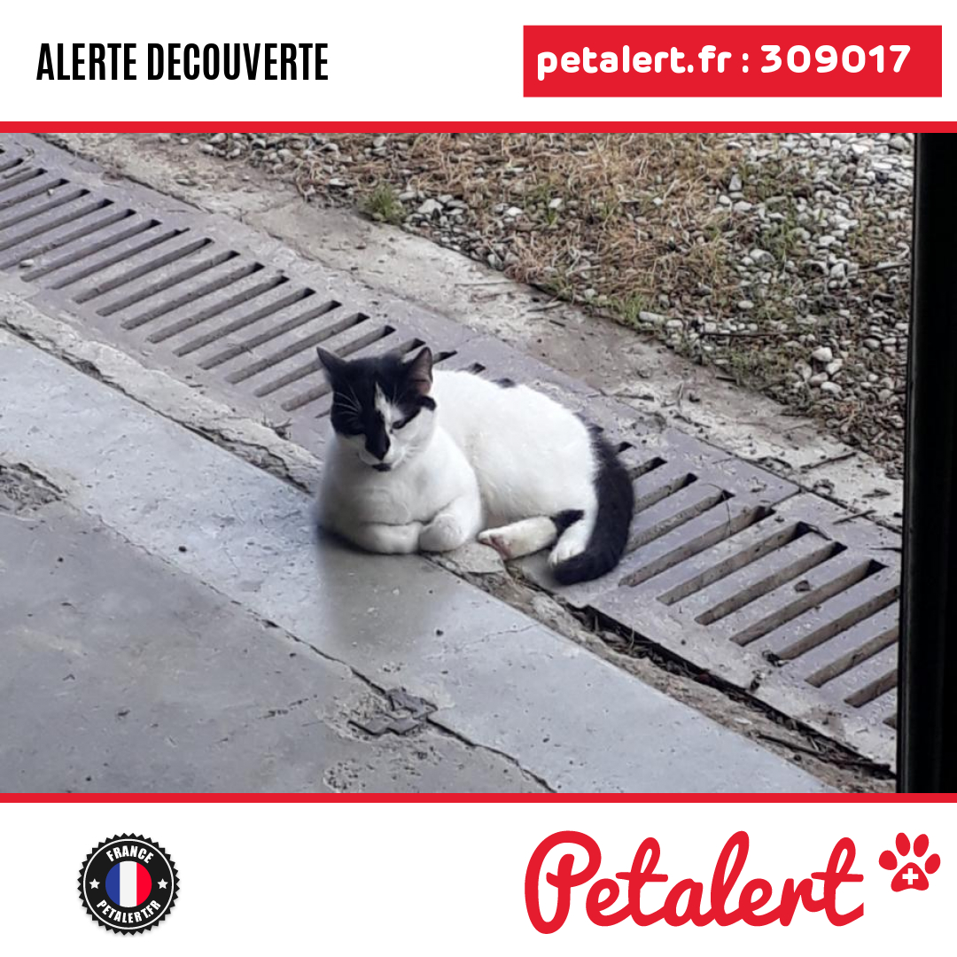 Trouvé #Chat #Marne #Aumenancourt #Petalert  #PetAlert51 / p3t.co/wDfy2