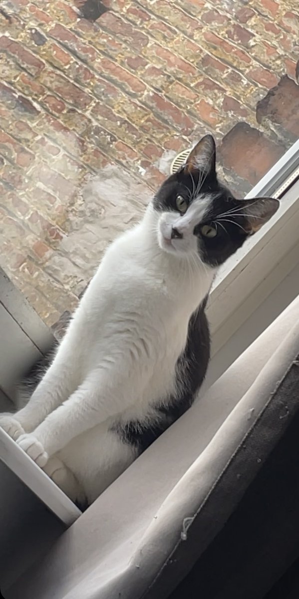 wsztn's tweet photo. Bonjour, ma chatte, Neko, n’est pas rentré depuis samedi soir. Elle a 1 an, n’a ni collier, ni puce et de couleur noir et blanche. S’il vous plaît envoyez moi un message si vous la voyez. 🙏🙏
Secteur métro cormontaigne, rue des stations à Lille. RT apprécié https://t.co/4FW8KQHGVt