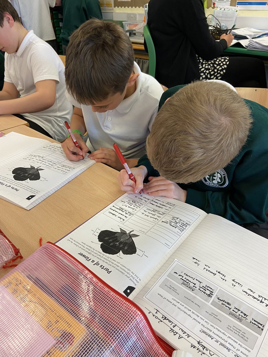 KateFinnigan22's tweet photo. Working together to research parts of a flower 🌸 in our new science topic! @SummerhillL31 https://t.co/jy746FDLXF