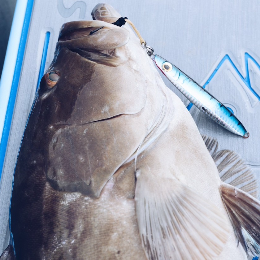 One week away from our favorite time of the year! Shop the link in our bio and order yourself a six-pack or two-pack to have in time for Grouper season!! 🔥 #groupercandy #palomarfishing #mustadhooks #ownerrings