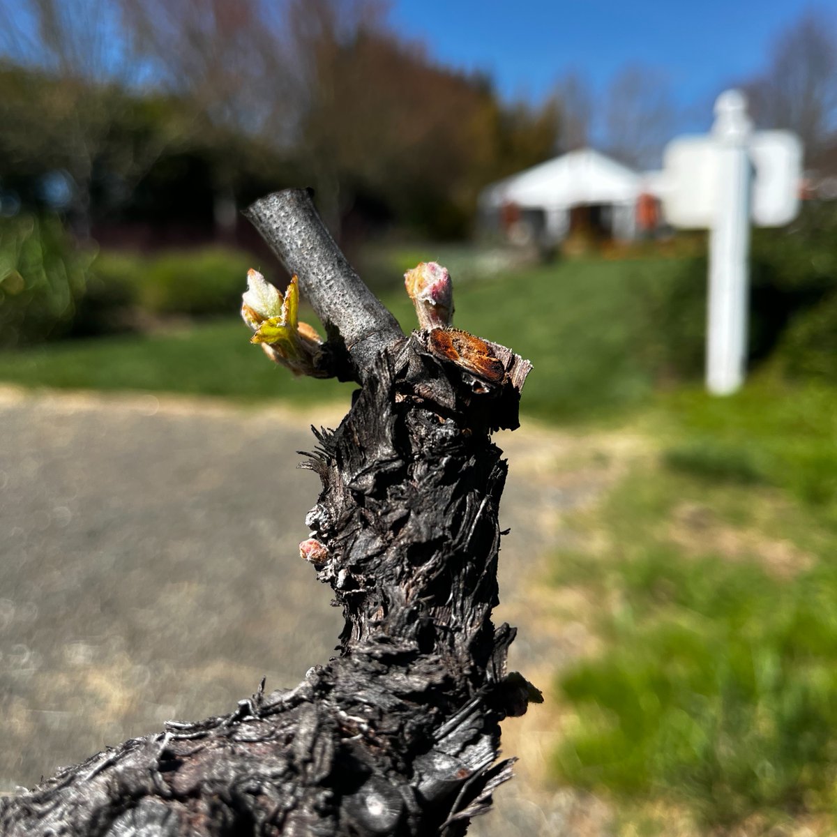 It's finally here, BUD BREAK! The vines at Gowan Creek Vineyard and Confluence Vineyard are waking up from winter dormancy. Cheers to the 2023 vintage!