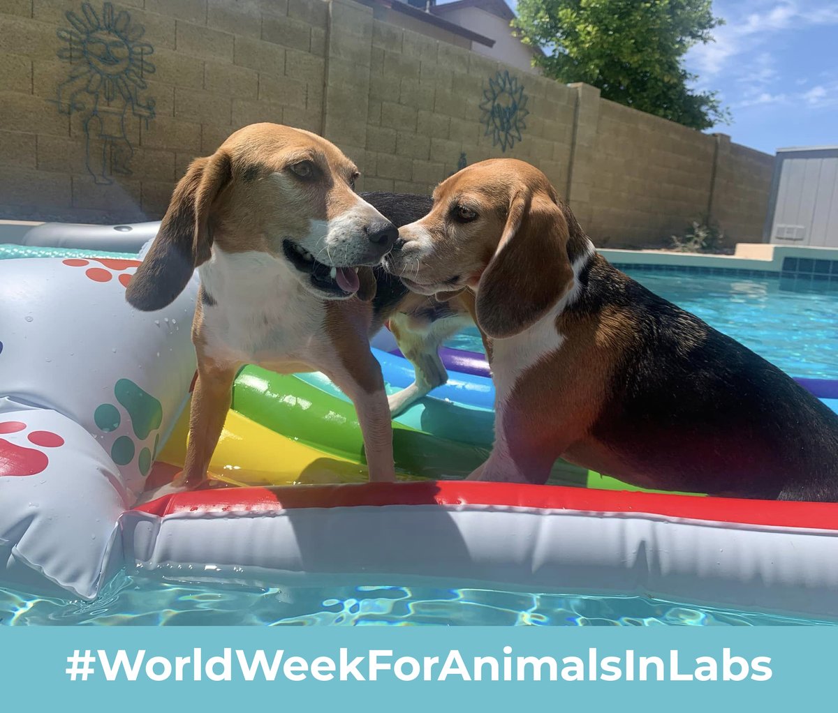 #WorldWeekForAnimalsInLabs

We rescued Charlotte & Chili when they were around 2 months old from animal research. Now they live in Arizona with their amazing family and get to float to their hearts content.

Donate Now -> KindnessRanch.org