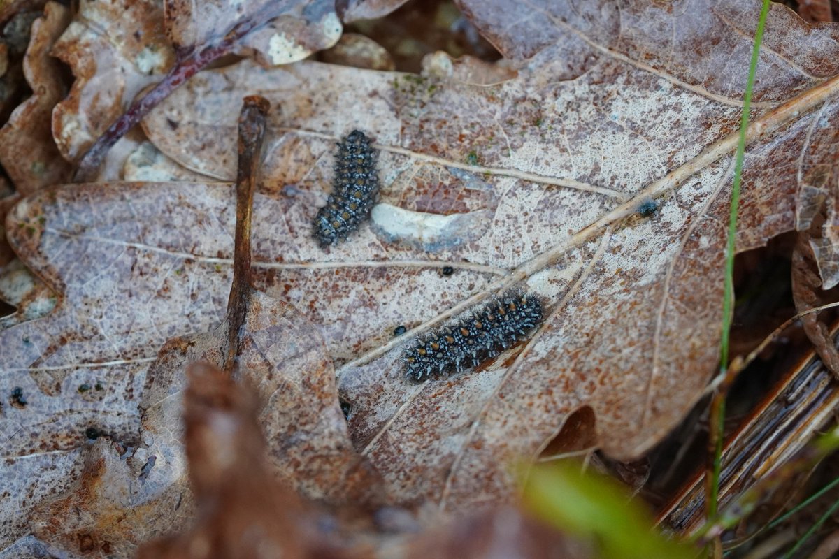 Despite the hailstorm at Hawkcombe Wood today we managed to find lots of Heath Fritillary larvae amongst the cow-wheat and surrounding leaf litter @JennyPlackett @ExmoorNP @BCSomerset @savebutterflies