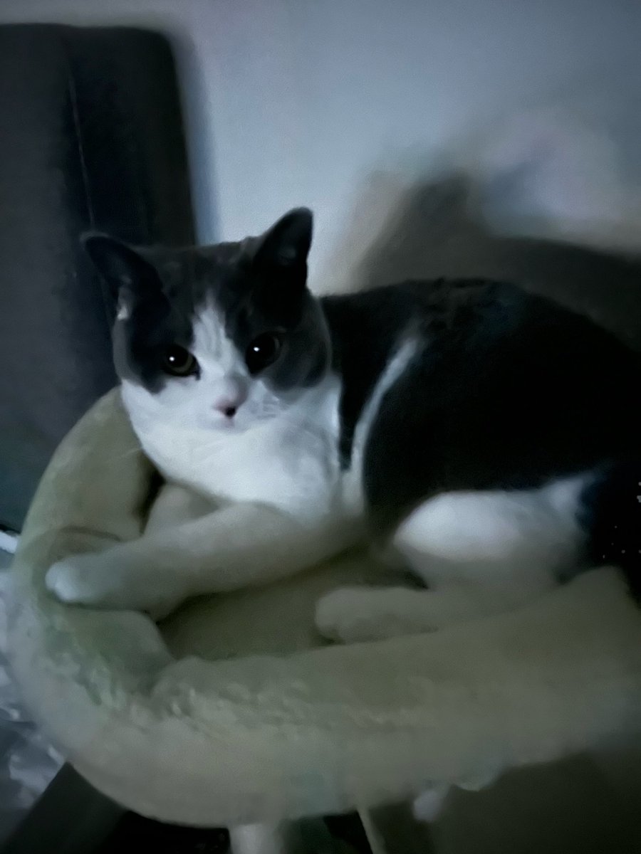 6v6feed's tweet photo. 230425 🫧

12h55

🐥: 🐈‍⬛📸 

13h05

🐥: eu estava me perguntando pra onde ddaengie foi, então fui procurá-lo https://t.co/9SgHFFm2nI