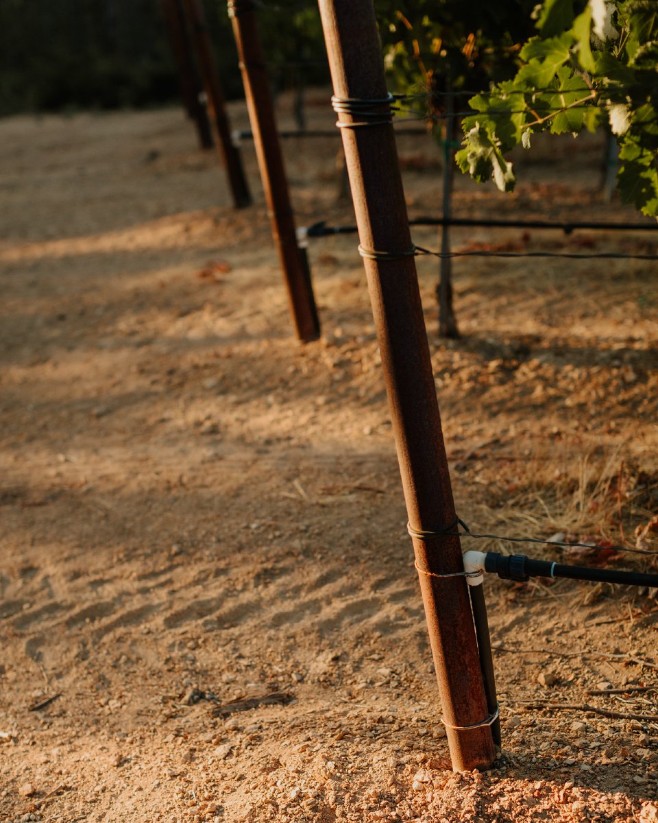 The soil of our Pine Mountain vineyard can only be described in 3 words: volcanic, rocky, and unforgiving. 

Despite the tough growing conditions, the low yields of fruit are bursting with intense color and flavor concentration, resulting in wines that are truly one-of-a-kind.