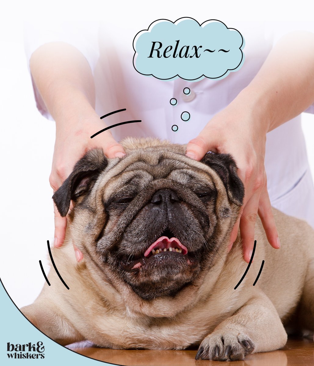 Dr. Karen Becker on Twitter "RT bark_whiskers The Importance of