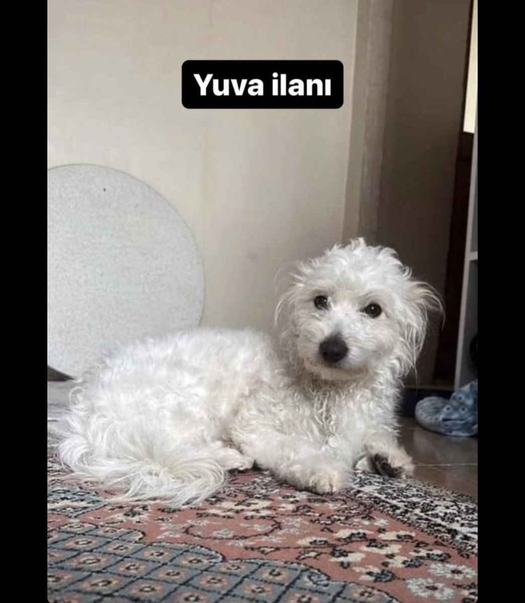 sleymannecip's tweet photo. Bu çocuk Esenler’de yuva arıyor. Tinercilerin elinden kurtarılmış. Cinsiyeti huyu suyu Bilinmiyor. Kurtaran kişinin bakma şansı yokmuş: acil yuva aranıyor. https://t.co/B6GLyfh1du